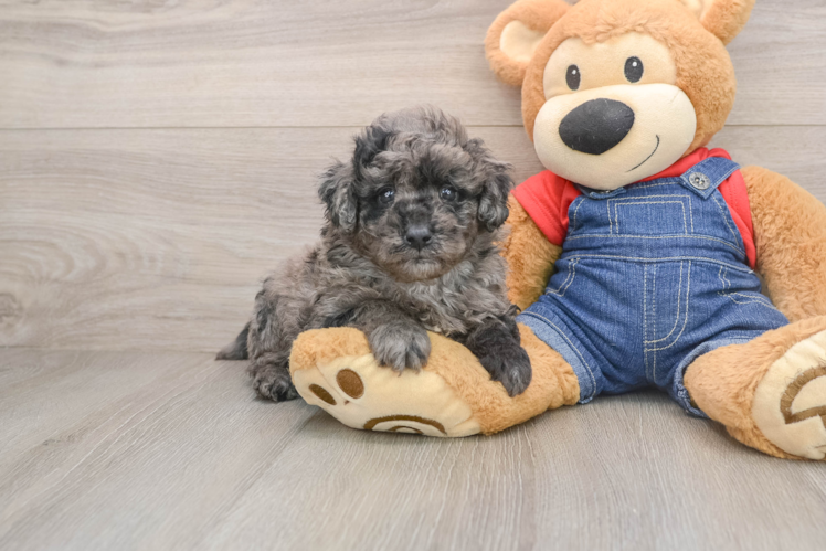 Happy Mini Goldendoodle Baby