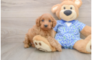 Mini Goldendoodle Pup Being Cute