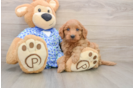 Best Mini Goldendoodle Baby