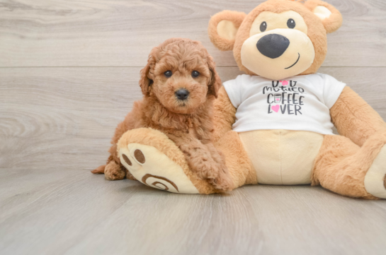 Mini Goldendoodle Pup Being Cute