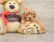 7 week old Mini Goldendoodle Puppy For Sale - Simply Southern Pups