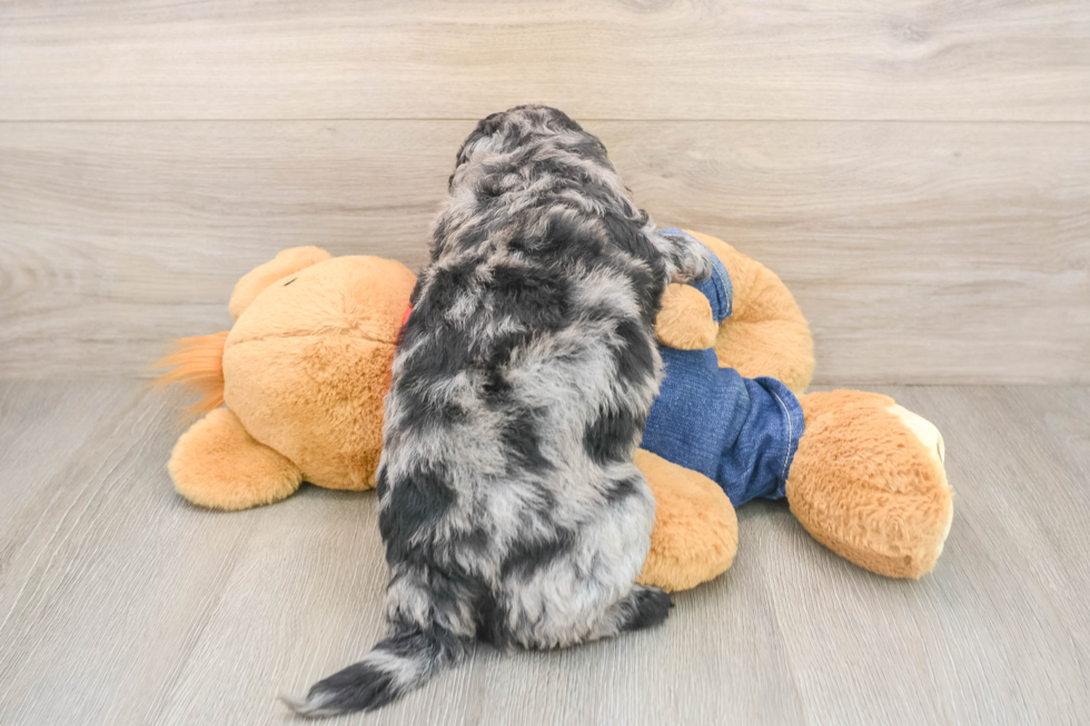 Small Mini Goldendoodle Baby