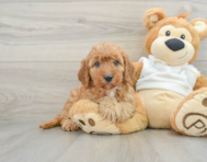 8 week old Mini Goldendoodle Puppy For Sale - Simply Southern Pups