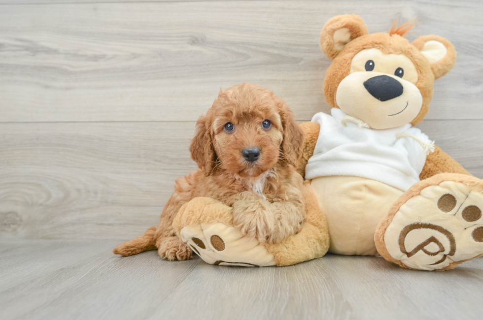 8 week old Mini Goldendoodle Puppy For Sale - Simply Southern Pups