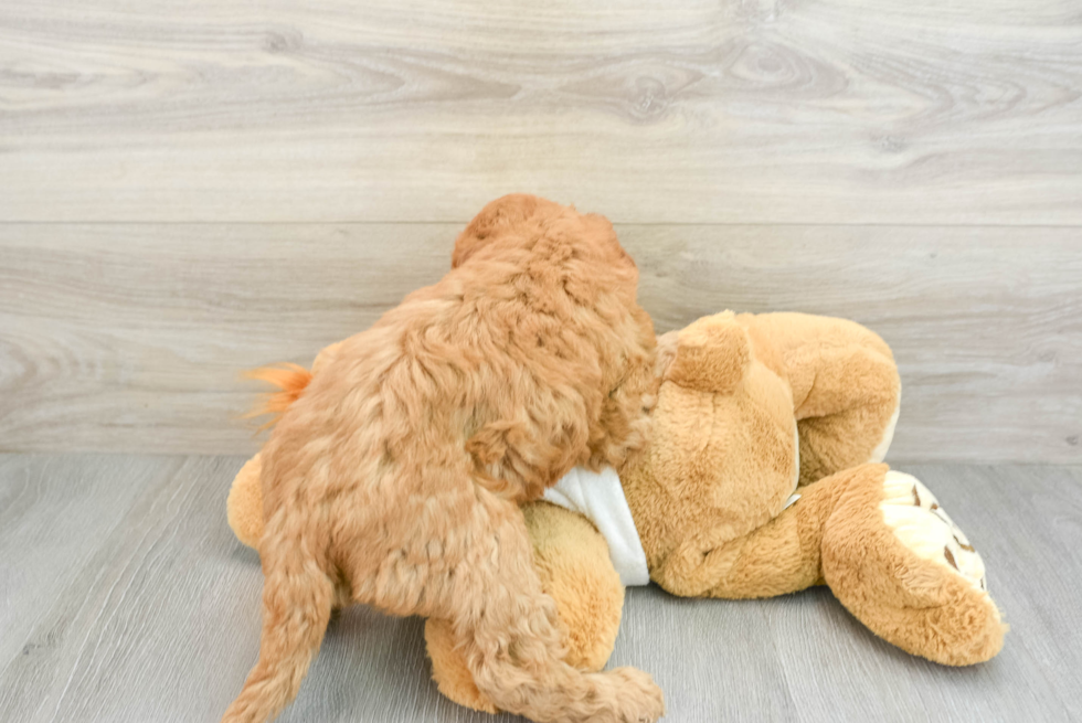 Cute Mini Goldendoodle Baby