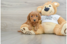 Best Mini Goldendoodle Baby