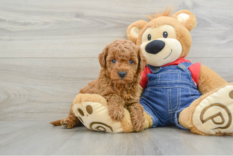 Mini Goldendoodle Pup Being Cute