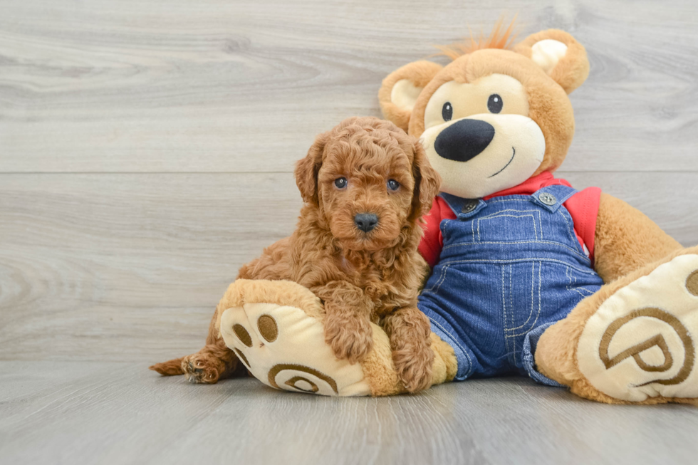 Mini Goldendoodle Pup Being Cute