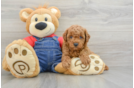 Mini Goldendoodle Puppy for Adoption