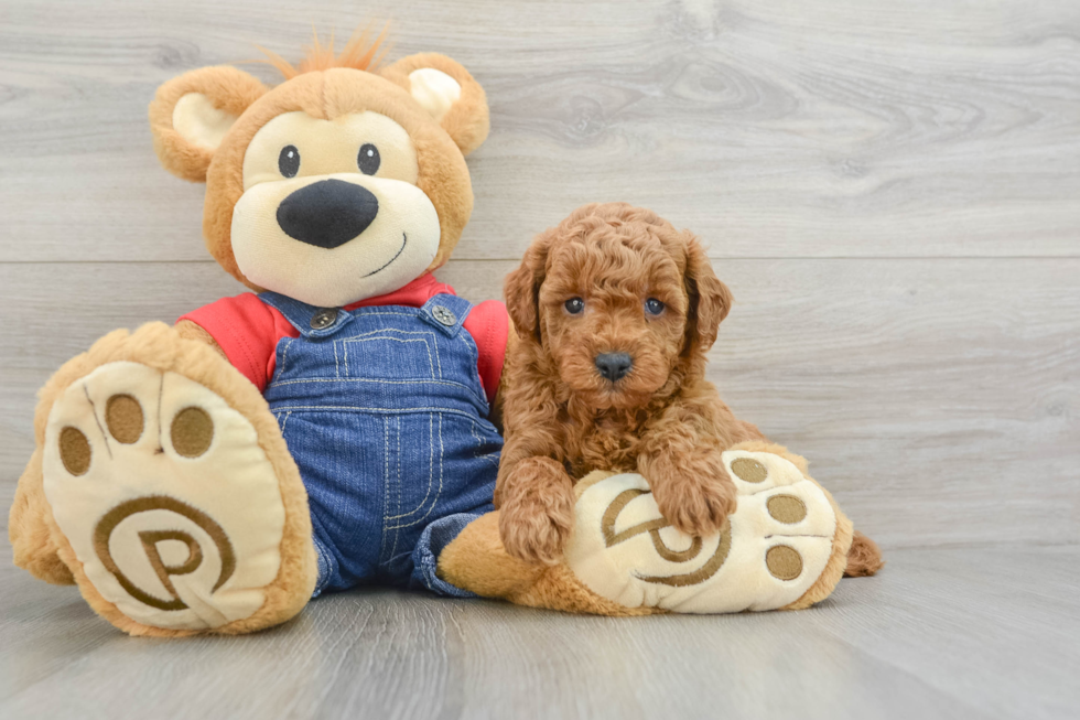 Mini Goldendoodle Puppy for Adoption