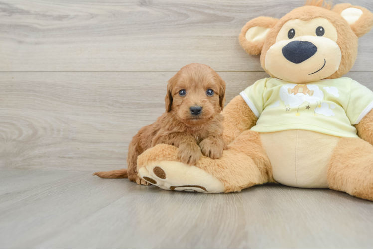 Mini Goldendoodle Puppy for Adoption