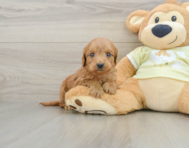 7 week old Mini Goldendoodle Puppy For Sale - Simply Southern Pups