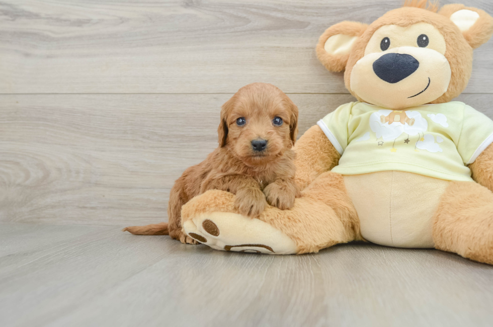 6 week old Mini Goldendoodle Puppy For Sale - Simply Southern Pups