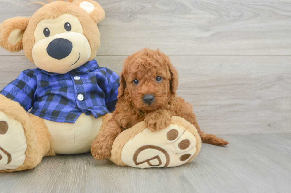 6 week old Mini Goldendoodle Puppy For Sale - Simply Southern Pups