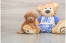 Mini Goldendoodle Puppy for Adoption