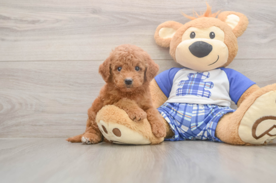 6 week old Mini Goldendoodle Puppy For Sale - Simply Southern Pups Mini Goldendoodle Puppy for Adoption