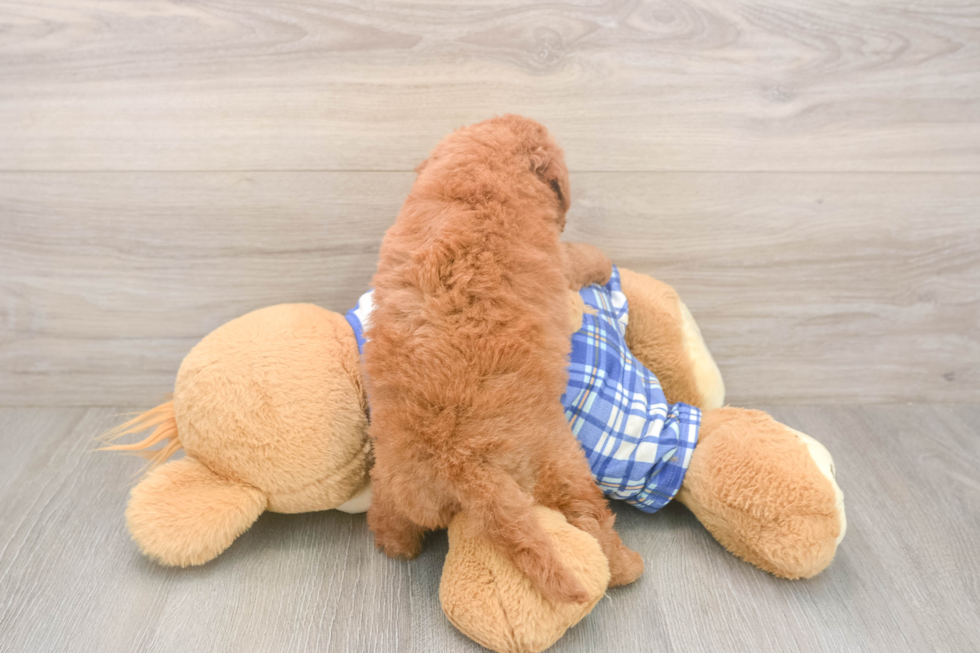 Best Mini Goldendoodle Baby