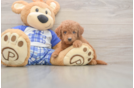 Best Mini Goldendoodle Baby