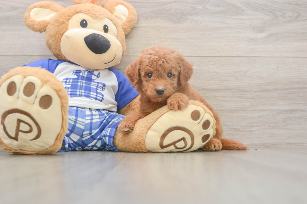 Best Mini Goldendoodle Baby