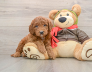 7 week old Mini Goldendoodle Puppy For Sale - Simply Southern Pups