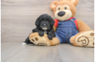 Mini Goldendoodle Puppy for Adoption