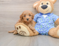 7 week old Mini Goldendoodle Puppy For Sale - Simply Southern Pups