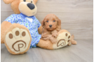 Adorable Golden Retriever Poodle Mix Poodle Mix Puppy