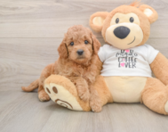 7 week old Mini Goldendoodle Puppy For Sale - Simply Southern Pups