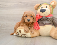 7 week old Mini Goldendoodle Puppy For Sale - Simply Southern Pups