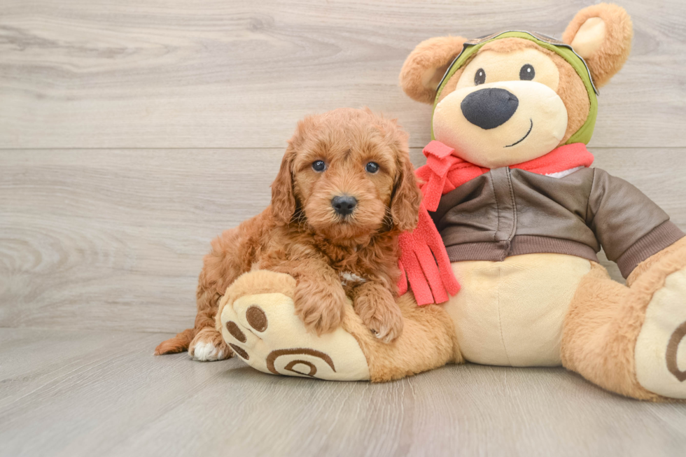 Mini Goldendoodle Pup Being Cute