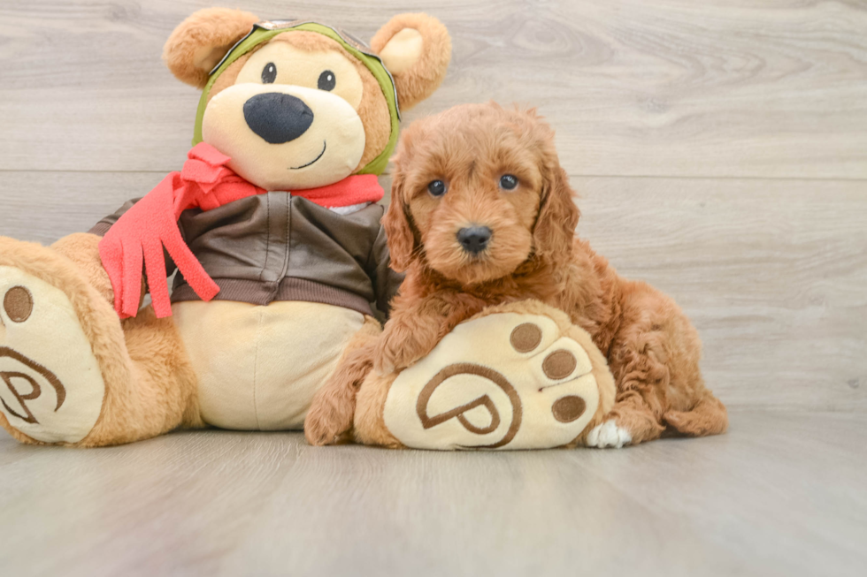 Mini Goldendoodle Puppy for Adoption