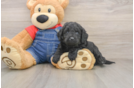Mini Goldendoodle Pup Being Cute
