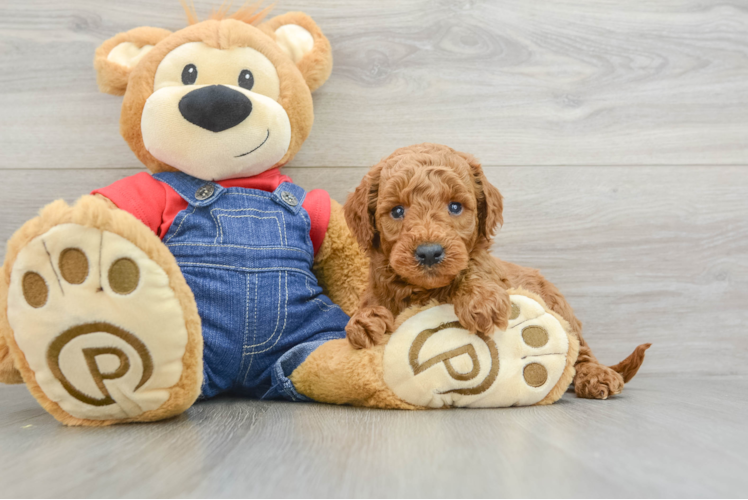 Mini Goldendoodle Puppy for Adoption