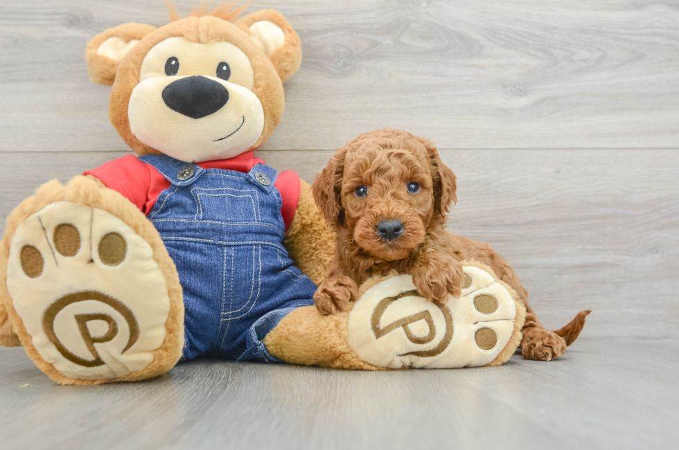 5 week old Mini Goldendoodle Puppy For Sale - Simply Southern Pups