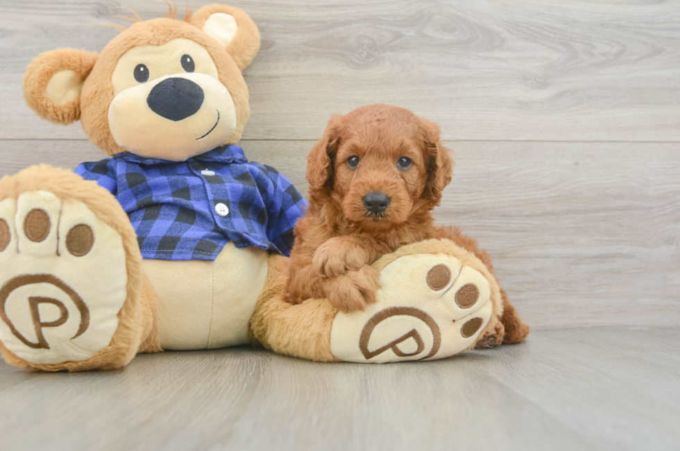 6 week old Mini Goldendoodle Puppy For Sale - Simply Southern Pups