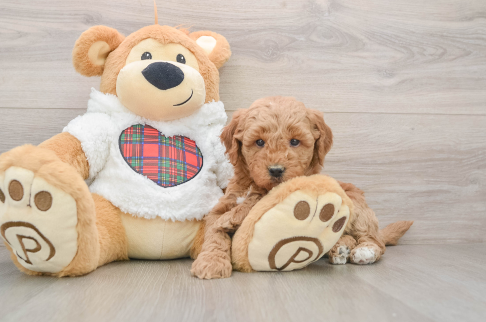 5 week old Mini Goldendoodle Puppy For Sale - Simply Southern Pups