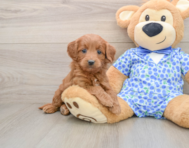 7 week old Mini Goldendoodle Puppy For Sale - Simply Southern Pups