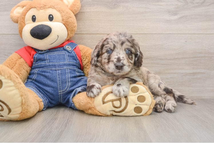 Adorable Golden Retriever Poodle Mix Poodle Mix Puppy