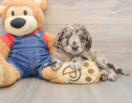 7 week old Mini Goldendoodle Puppy For Sale - Simply Southern Pups