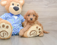 8 week old Mini Goldendoodle Puppy For Sale - Simply Southern Pups