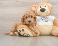 7 week old Mini Goldendoodle Puppy For Sale - Simply Southern Pups