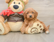 7 week old Mini Goldendoodle Puppy For Sale - Simply Southern Pups