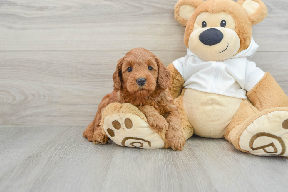 Best Mini Goldendoodle Baby