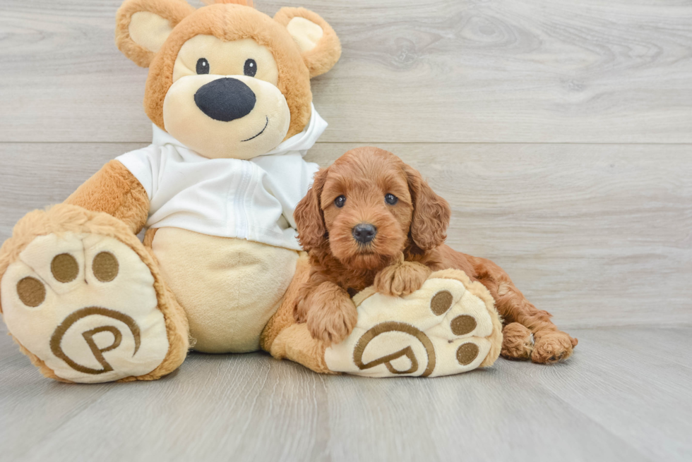 Cute Mini Goldendoodle Baby