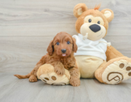 8 week old Mini Goldendoodle Puppy For Sale - Simply Southern Pups