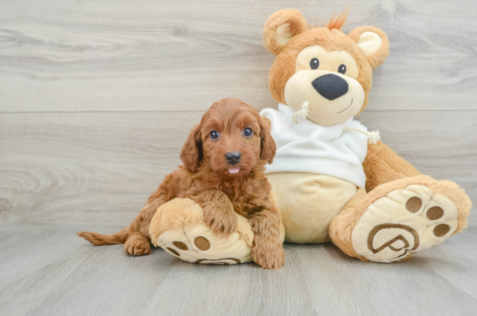 8 week old Mini Goldendoodle Puppy For Sale - Simply Southern Pups