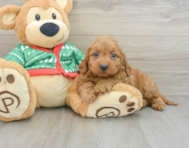 7 week old Mini Goldendoodle Puppy For Sale - Simply Southern Pups