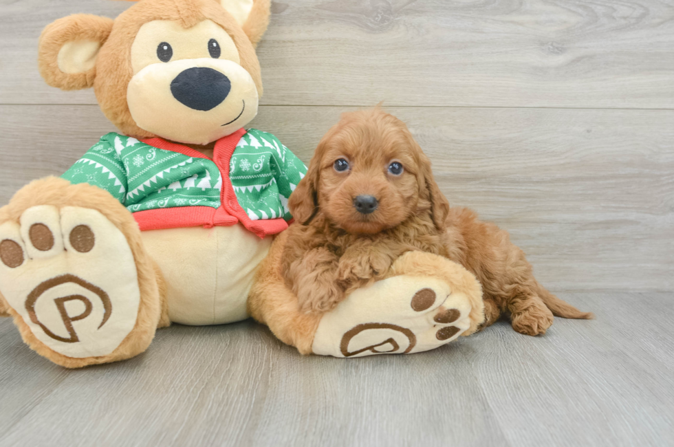 7 week old Mini Goldendoodle Puppy For Sale - Simply Southern Pups