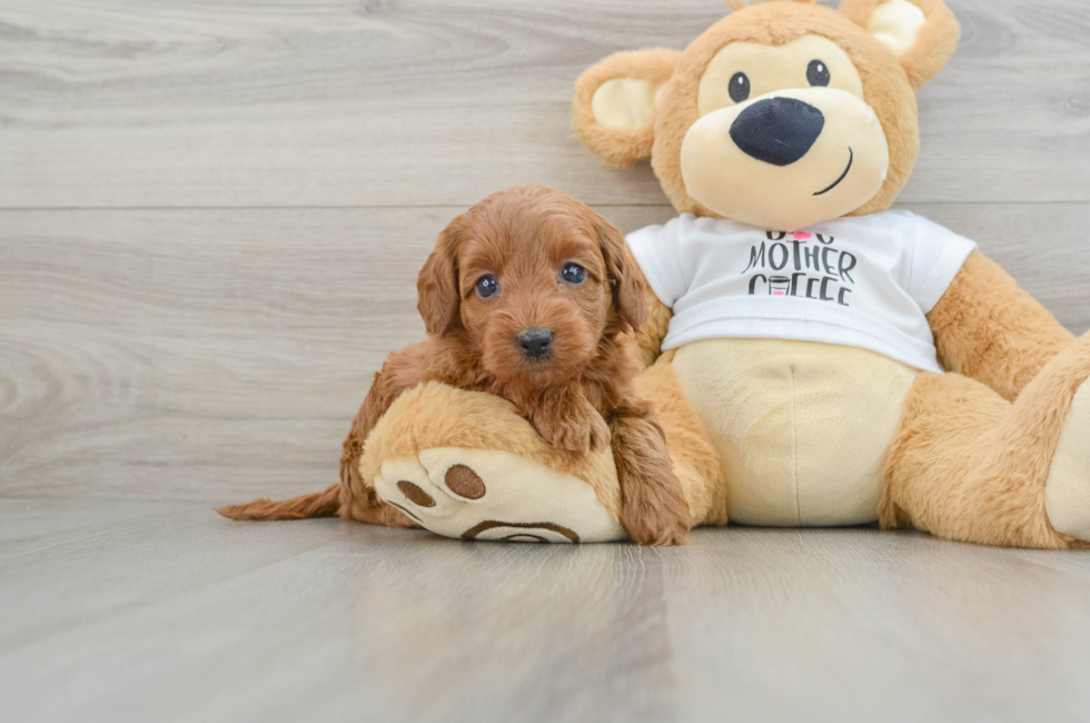 5 week old Mini Goldendoodle Puppy For Sale - Simply Southern Pups