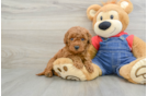 Fluffy Mini Goldendoodle Poodle Mix Pup